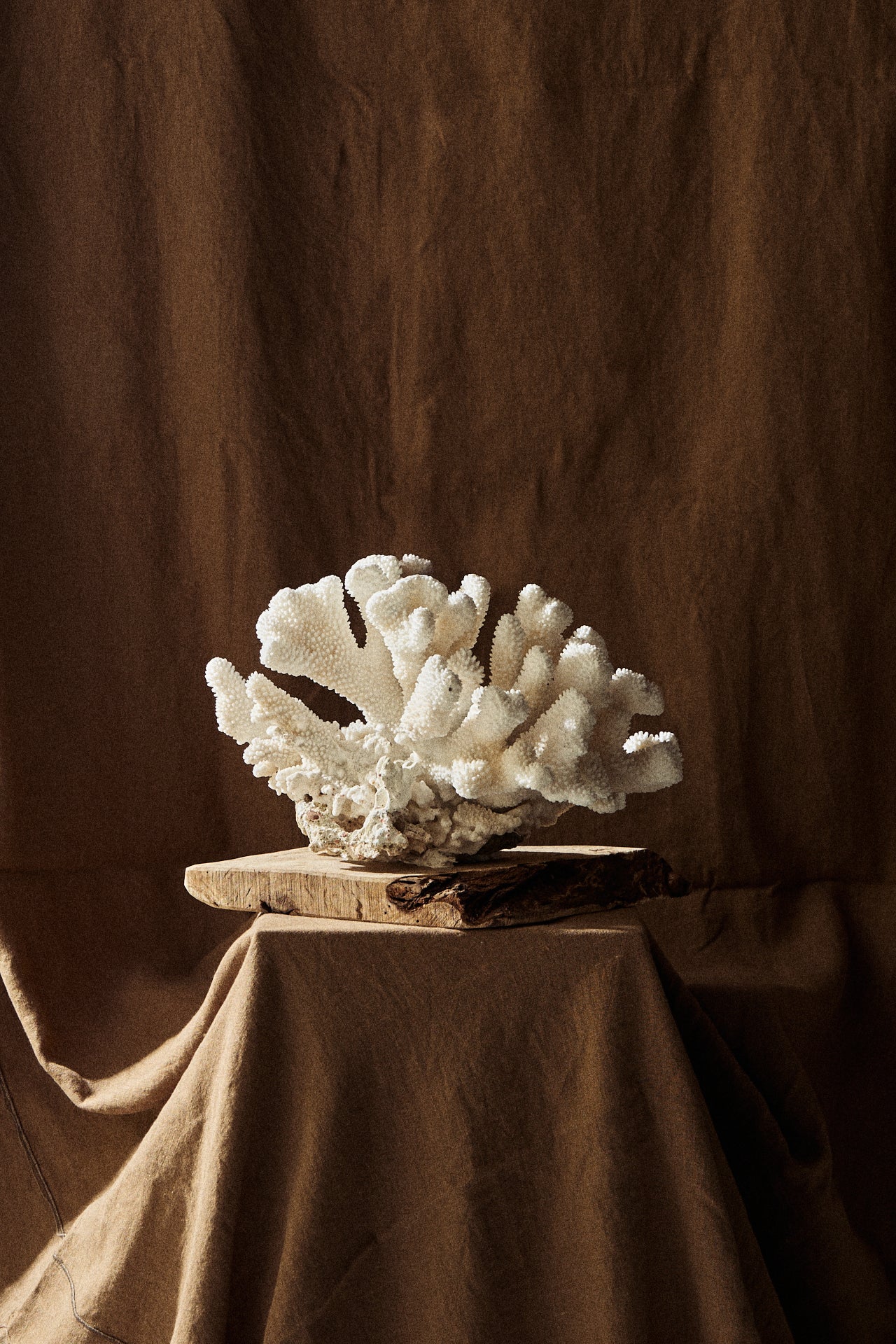 Coral sobre peana de madera n18