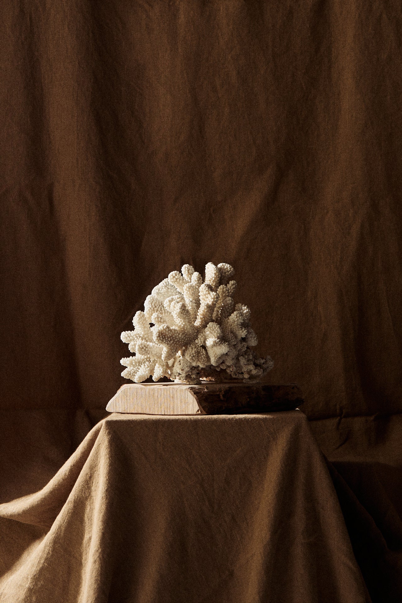 Coral sobre peana de madera n19