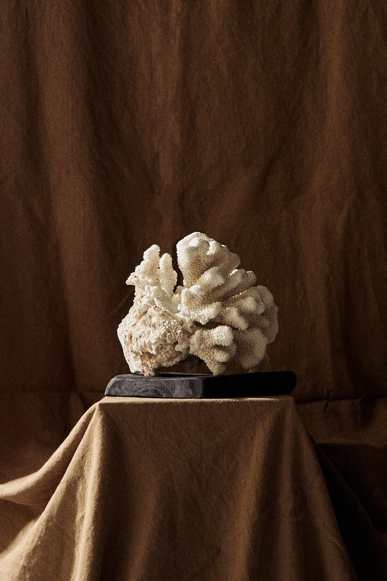 Coral sobre peana de Madera n21