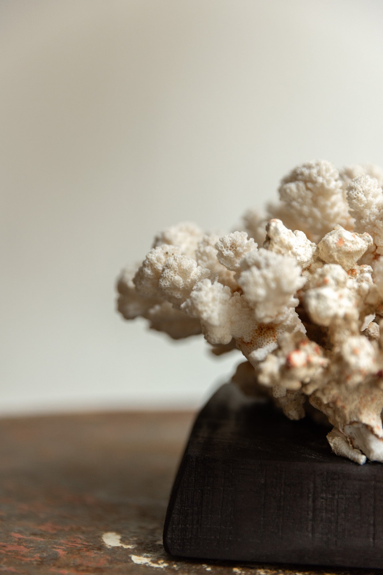 CORAL SOBRE PEANA DE MADERA | No.7