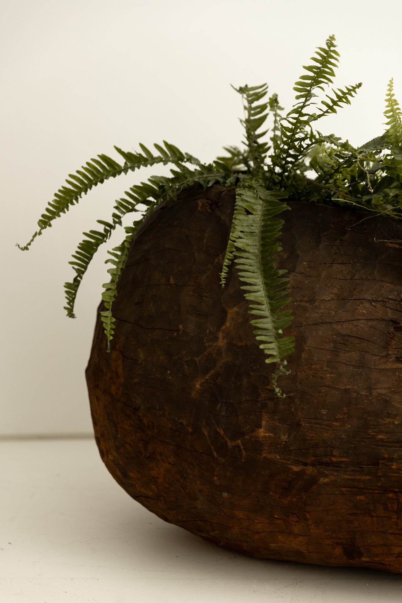 TRONCO GURAGUE S.XIX