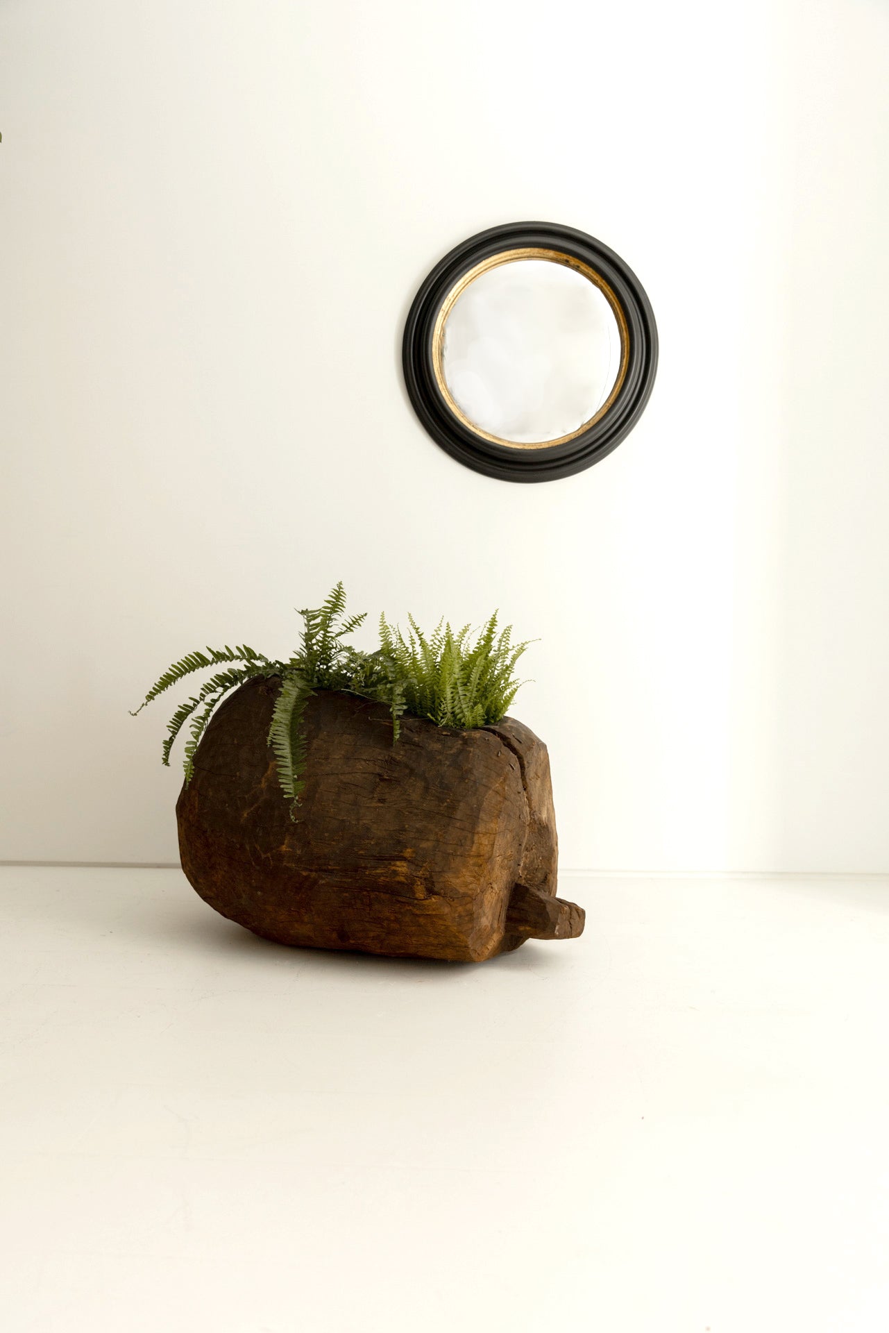 TRONCO GURAGUE S.XIX